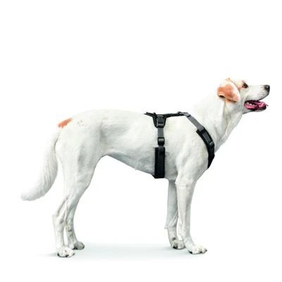 HUNTER Geschirr Maldon - Schwarz/grau 4 HUNTER Geschirr Maldon - Schwarz/grau – Bild 2