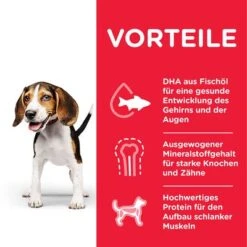 Hill's Science Plan Puppy <1 Medium Mit Huhn -Günstiges Futter Leine Geschäft 105942 hill s sp puppy huhn 14 kg 3 0