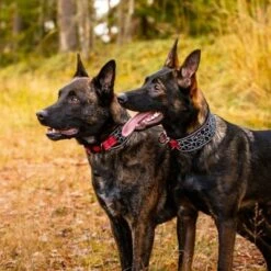 Rukka® Cube Soft Halsband, Rot / Schwarz -Günstiges Futter Leine Geschäft 139798 lfashion rukka cube soft halsband rot hs 04 4