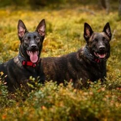 Rukka® Cube Soft Halsband, Rot / Schwarz -Günstiges Futter Leine Geschäft 139798 lfashion rukka cube soft halsband rot hs 05 6