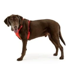 Ruffwear Front Range Hundegeschirr, Red Sumac -Günstiges Futter Leine Geschäft 146300 accapi hundegeschirr front range harness brustumfang small rot 56 96cm hs 07 9