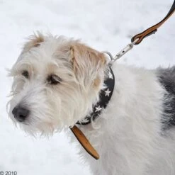 Heim Lederhalsband Stars, Schwarz/beige 11 Heim Lederhalsband Stars, Schwarz/beige -Günstiges Futter Leine Geschäft 160891 heim halsband stars 8 1 1