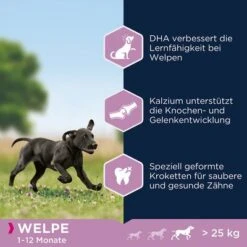 Eukanuba Puppy Large Breed Huhn 10 Eukanuba Puppy Large Breed Huhn -Günstiges Futter Leine Geschäft 162902 tetragmbhiams eukanuba puppy largebreed huhn dog 15kg hs 05 4