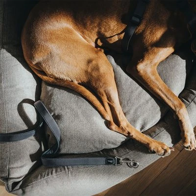 HUNTER Führleine Divo & Maldon, Grau 6 HUNTER Führleine Divo & Maldon, Grau – Bild 4