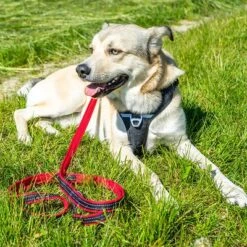 Petlando Pawz & Pepper Hundegeschirr Strong - Rot/schwarz -Günstiges Futter Leine Geschäft 174596 174696 petlando fuhrleinestrong rot 230cm hs 07 5