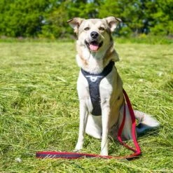 Petlando Pawz & Pepper Hundegeschirr Strong - Rot/schwarz -Günstiges Futter Leine Geschäft 174596 174696 petlando fuhrleinestrong rot 230cm hs 08 6