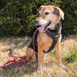 Petlando Pawz & Pepper Hundegeschirr Strong - Rot/schwarz -Günstiges Futter Leine Geschäft 174596 174696 petlando fuhrleinestrong rot 230cm hs 08 7
