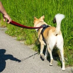 Petlando Pawz & Pepper Hundegeschirr Strong - Rot/schwarz -Günstiges Futter Leine Geschäft 174596 174696 petlando fuhrleinestrong rot 230cm hs 10 3