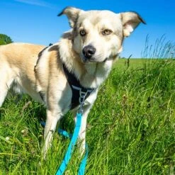 Petlando Pawz & Pepper Schleppleine Strong, Blau -Günstiges Futter Leine Geschäft 174796 174797 pawznpepper schleppleine rund geflochten blau hs 04 2