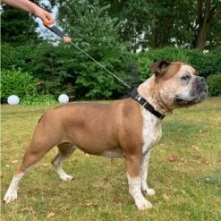 WowWow Hundehalsband Professional, Schwarz -Günstiges Futter Leine Geschäft 175296 175197 175198 wowwow hundehalsband professional schwarz hs 5 6