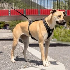 Curli Belka Comfort Geschirr - Schwarz -Günstiges Futter Leine Geschäft 176034 curli belka comfort geschirr schwarz hs 09 6