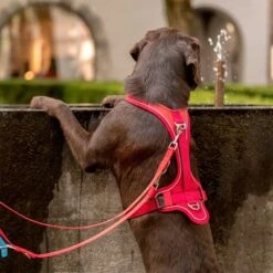 Curli Belka Comfort Geschirr - Rot -Günstiges Futter Leine Geschäft 177196 curli belka comfort geschirr rot hs 10 2