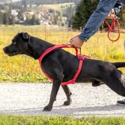 Curli Belka Comfort Geschirr - Rot -Günstiges Futter Leine Geschäft 177196 curli belka comfort geschirr rot hs 14 8