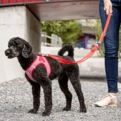 Curli Verstellbare Leine Nylon, Rot -Günstiges Futter Leine Geschäft 177396 curli verstellbare leine nylon rot hs 05 8