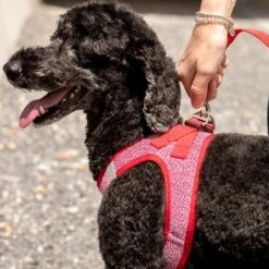 Curli Verstellbare Leine Nylon, Rot -Günstiges Futter Leine Geschäft 177396 curli verstellbare leine nylon rot hs 07 3