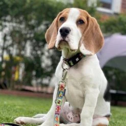 Max & Molly Multifunktionsleine Comic 15 Max & Molly Multifunktionsleine Comic -Günstiges Futter Leine Geschäft 189996 186588 189998 maxnmolly multifunktionsleine comic hs 02 3