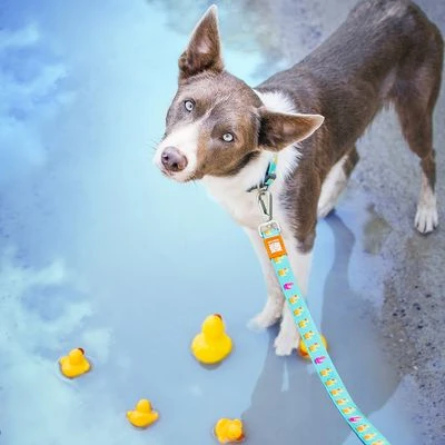 Max & Molly Multifunktionsleine Ducklings 4 Max & Molly Multifunktionsleine Ducklings – Bild 2