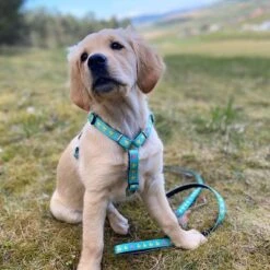 Max & Molly Multifunktionsleine Ducklings 12 Max & Molly Multifunktionsleine Ducklings -Günstiges Futter Leine Geschäft 190196 190197 190198 maxnmolly multifunktionsleine ducklings hs 03 6