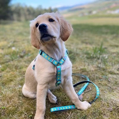 Max & Molly Multifunktionsleine Ducklings 6 Max & Molly Multifunktionsleine Ducklings – Bild 4