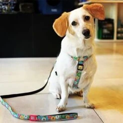 Max & Molly Kurzleine Donuts 12 Max & Molly Kurzleine Donuts -Günstiges Futter Leine Geschäft 190208 maxnmolly kurzleine donuts hs 02 4