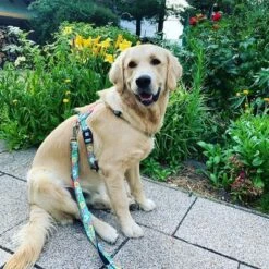 Max & Molly Multifunktionsleine Donuts -Günstiges Futter Leine Geschäft 190211 186594 186595 maxnmolly multifunktionsleine donuts hs 03 3