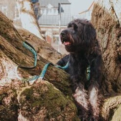 Max & Molly H-G﻿eschirr Black Sheep -Günstiges Futter Leine Geschäft 190405 190406 190407 maxnmolly hg eschirr blacksheep hs 04 5