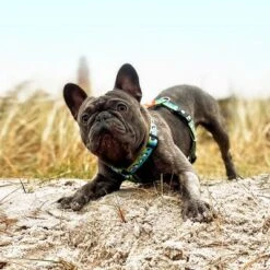 Max & Molly H-G﻿eschirr Black Sheep -Günstiges Futter Leine Geschäft 190405 190406 190407 maxnmolly hg eschirr blacksheep hs 08 3