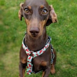 Max & Molly H-G﻿eschirr Watermelon -Günstiges Futter Leine Geschäft 190413 190414 190703 maxnmolly hg eschirr watermelon hs 04 2