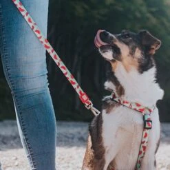 Max & Molly H-G﻿eschirr Watermelon -Günstiges Futter Leine Geschäft 190413 190414 190703 maxnmolly hg eschirr watermelon hs 08 4