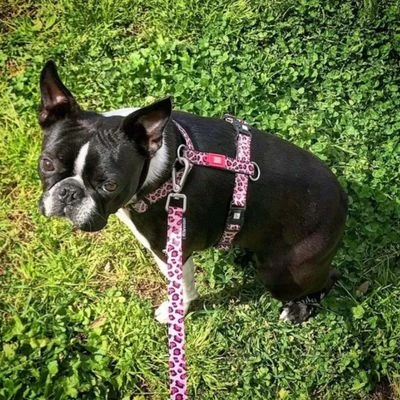 Max & Molly H-Geschirr Leopard Pink 4 Max & Molly H-Geschirr Leopard Pink – Bild 2