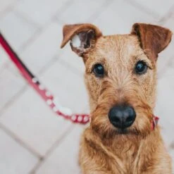 HUNTER Set: Halsband Swiss + Hundeleine Swiss -Günstiges Futter Leine Geschäft 19229 hunter f hrleine swiss hs 5 0