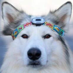 Max & Molly Matrix Ultra LED Safety Light -Günstiges Futter Leine Geschäft 196796 maxnmolly matrix ultraled safetylight black hs 04 8