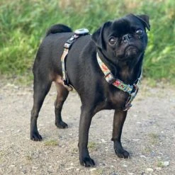 Max & Molly Matrix Ultra LED Safety Light -Günstiges Futter Leine Geschäft 196796 maxnmolly matrix ultraled safetylight black hs 05 2