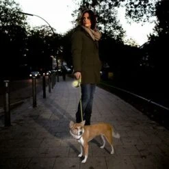 Flexi New Neon Gurt-Leine, 5 M -Günstiges Futter Leine Geschäft 198297 198296 198298 flexi new neongurt leine hs 07 1