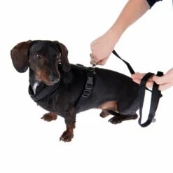 Nomad Tales Blush Hundeleine, Ebony -Günstiges Futter Leine Geschäft 1 325401 325396 blush s fg 6960 0