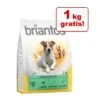 Briantos Adult Mini Lamm 7 + 1 Kg Gratis!neu -Günstiges Futter Leine Geschäft 1 mini 1
