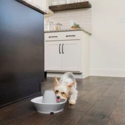 PetSafe® Streamside Keramik Trinkbrunnen -Günstiges Futter Leine Geschäft 206268 radiosystems petsafe streamside keramik trinkbrunnen hs 05 8