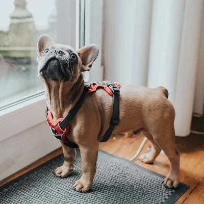 HUNTER Geschirr Divo, Rot/grau – Bild 11