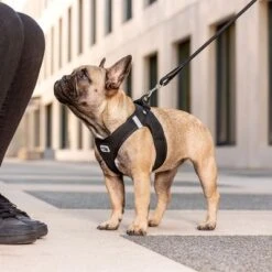 Curli Vest Geschirr Clasp Air-Mesh, Schwarz 11 Curli Vest Geschirr Clasp Air-Mesh, Schwarz -Günstiges Futter Leine Geschäft 267309 267310 267311 267312 267696 267796 curli vest geschirr clasp airmesh schwarz hs 03 5