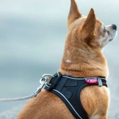 Curli Ultrastarke Taschenleine 21 Curli Ultrastarke Taschenleine -Günstiges Futter Leine Geschäft 267896 267897 ultrastarke taschenleine hs 09 8