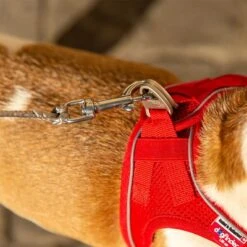 Curli Ultrastarke Taschenleine 22 Curli Ultrastarke Taschenleine -Günstiges Futter Leine Geschäft 267896 267897 ultrastarke taschenleine hs 10 7