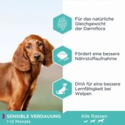 Eukanuba Puppy Sensitive Digestion Mit Huhn & Pute -Günstiges Futter Leine Geschäft 285296 285297 tetra eukanuba puppy sensitive digestion huhnpute hs 02 0