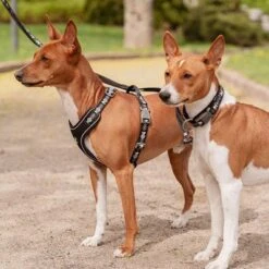 Hurtta Bare Y-Geschirr, Coal -Günstiges Futter Leine Geschäft 288340 288341 288342 291296 hurtta bare ygeschirr coal hs 07 7