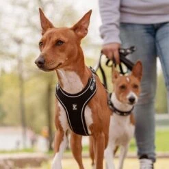 Hurtta Bare Y-Geschirr, Coal -Günstiges Futter Leine Geschäft 288340 288341 288342 291296 hurtta bare ygeschirr coal hs 10 0