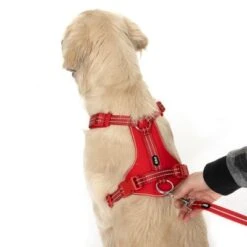 TIAKI Hundeleine Reflective Rubber, Rot 22 TIAKI Hundeleine Reflective Rubber, Rot -Günstiges Futter Leine Geschäft 323005 neoprene geschirr l fg 1662 4