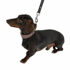 TIAKI Hundeleine Reflective Rubber, Schwarz -Günstiges Futter Leine Geschäft 323014 323497 dackel fg 1304 6