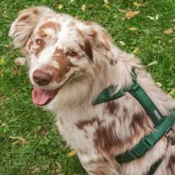 Nomad Tales Blush Geschirr, Emerald -Günstiges Futter Leine Geschäft 323020 nomad tales blush geschirr emerald 04 9