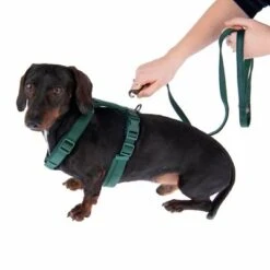 Nomad Tales Blush Geschirr, Emerald -Günstiges Futter Leine Geschäft 323024 325696 blush s fg 6937 5