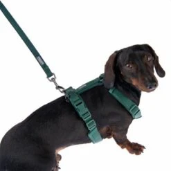 Nomad Tales Blush Hundeleine, Emerald -Günstiges Futter Leine Geschäft 323024 325696 blush s fg 6942 4