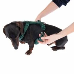 Nomad Tales Blush Geschirr, Emerald -Günstiges Futter Leine Geschäft 323024 blush s fg 6924 8